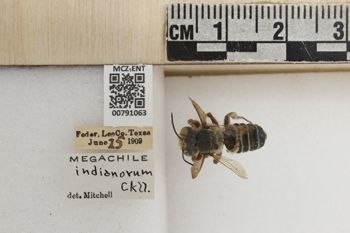 Media type: image;   Entomology 791063 Aspect: Labels